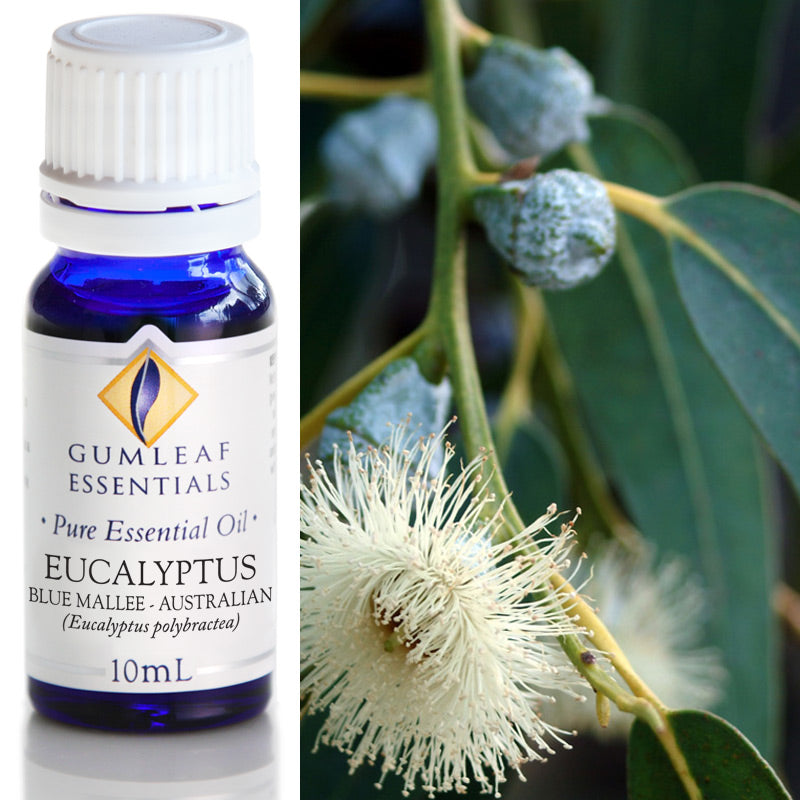 Organic Pure Essential Oil - Eucalyptus