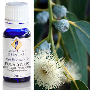 Organic Pure Essential Oil - Eucalyptus