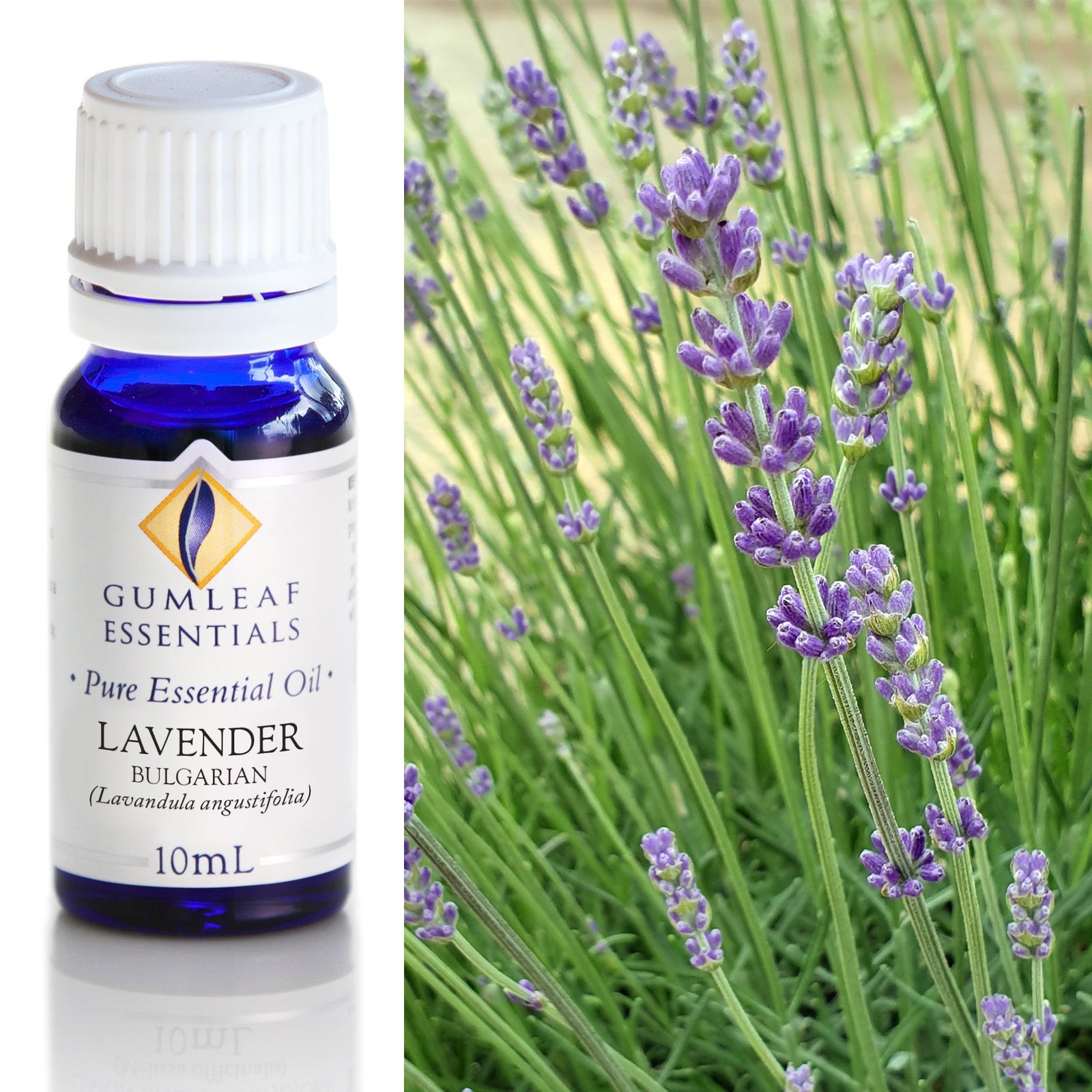 Organic Pure Essential Oil - Lavender