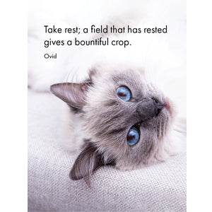 BOXED AFFIRMATION CARDS THE CATS WHISKERS