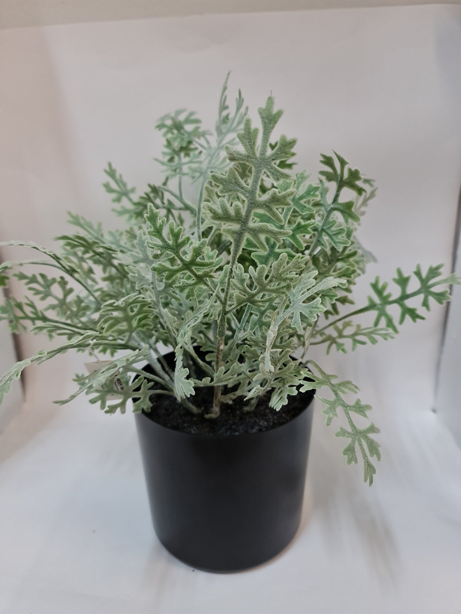 CORIANDER LEAF IN POT