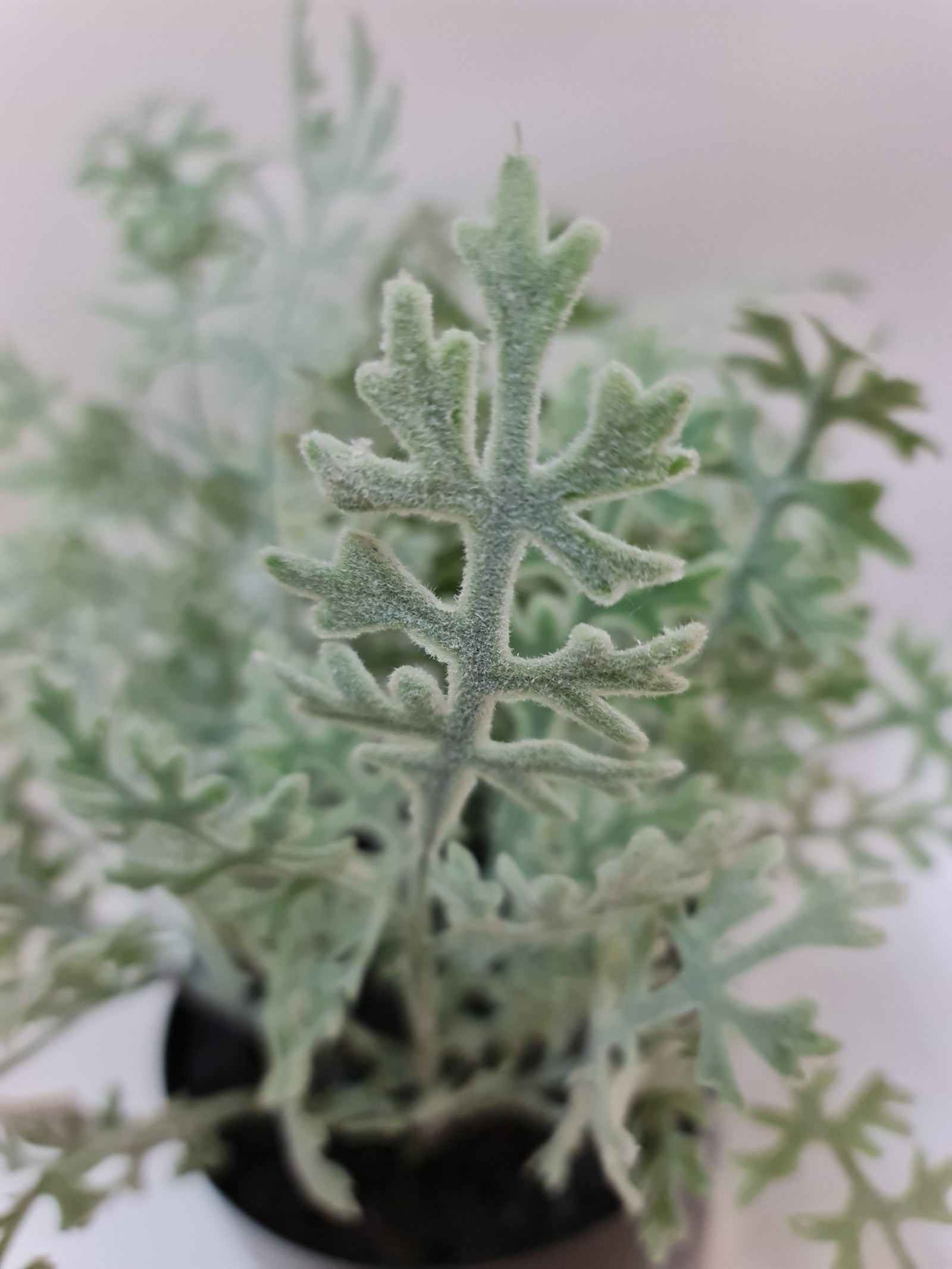CORIANDER LEAF IN POT