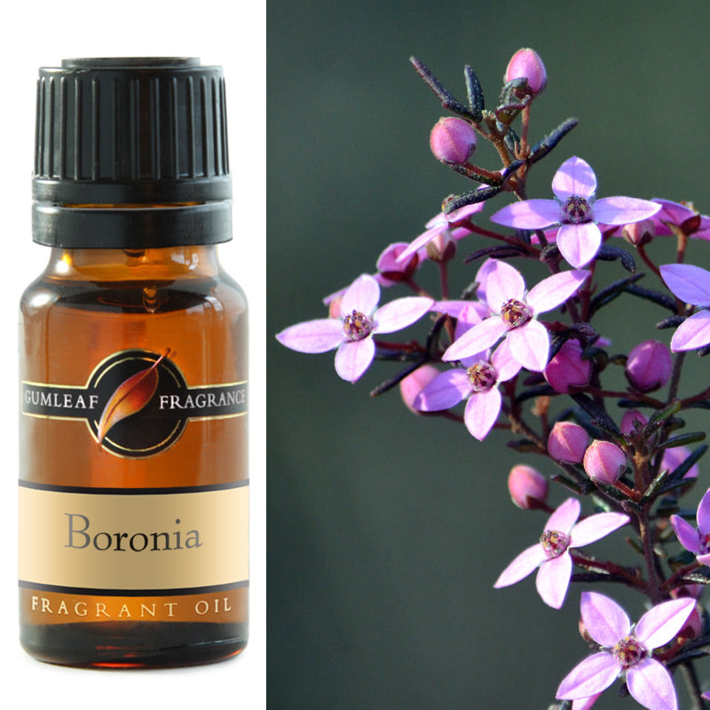 GUMLF FRAGRANT BORONIA