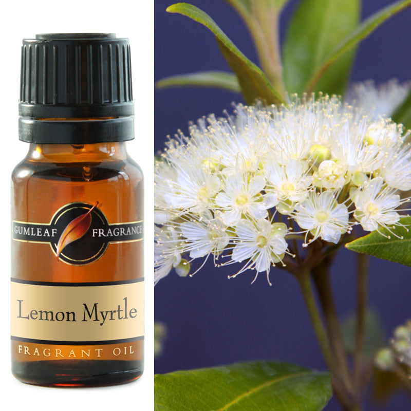 GUMLF FRAGRANT LEMON MYRTLE