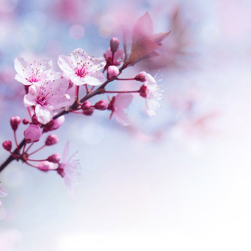 SPIRIT OF THE ORIENT INCENSE - SAKURA